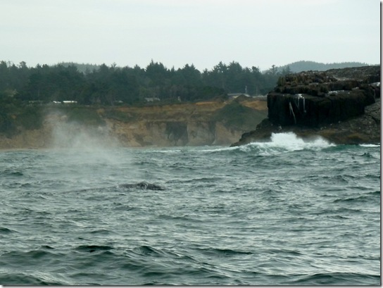 Spray and Fluke (Tail)