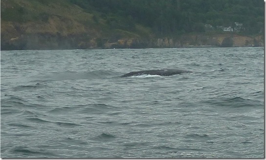 Humpaback Whale - Ridge of Back