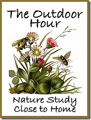 2554230385_267cdef370_m