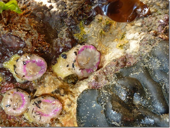 Codium setchellii (Green spongy cushion, smooth spongy cushion)