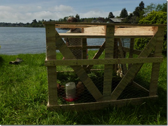 Small Chicken Tractor