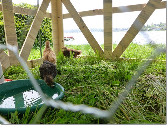 Small Chicken Tractor