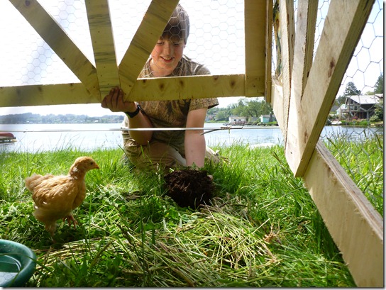Small Chicken Tractor