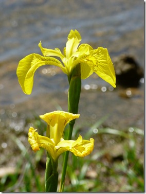 Iris Water