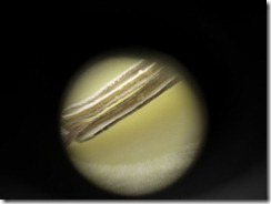 Microscope Iris Pollen