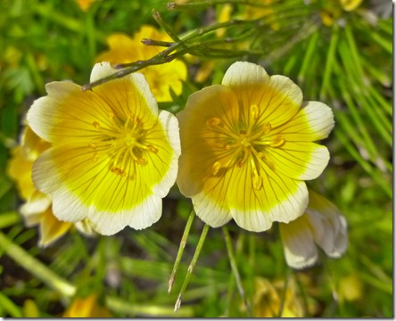 Buttercup White Edges