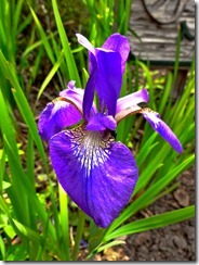 Iris 1