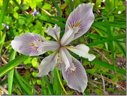 Iris lavendar white