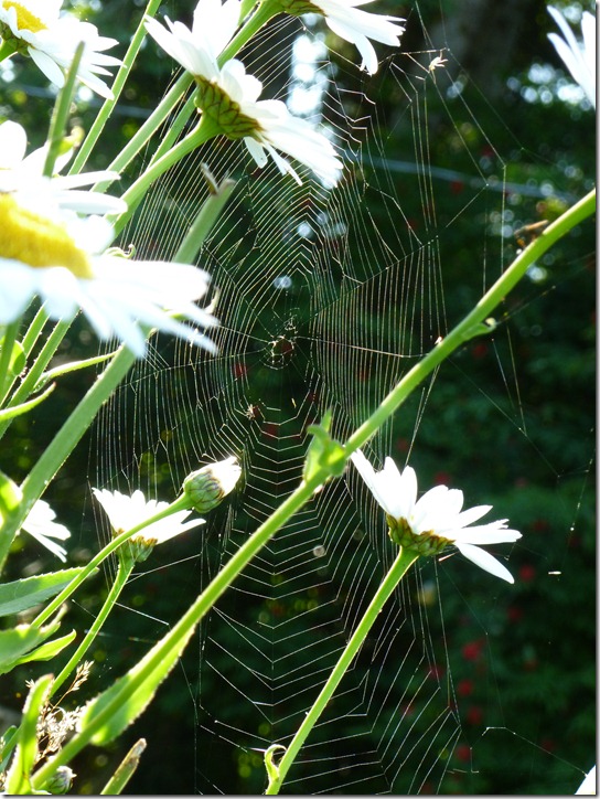 orb spider web daisy