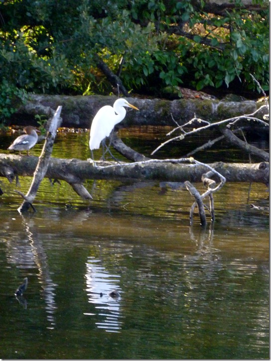 Egret