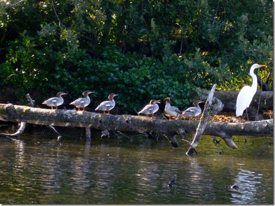 Mergansers Egret 