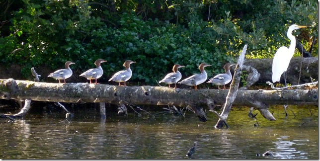 Mergansers Egret