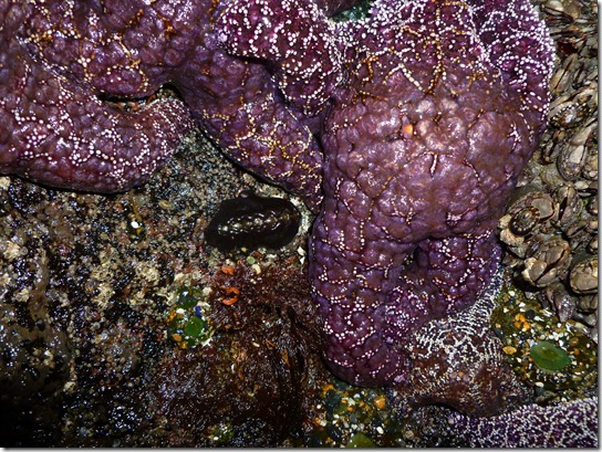 Chiton, Leather, Katherina