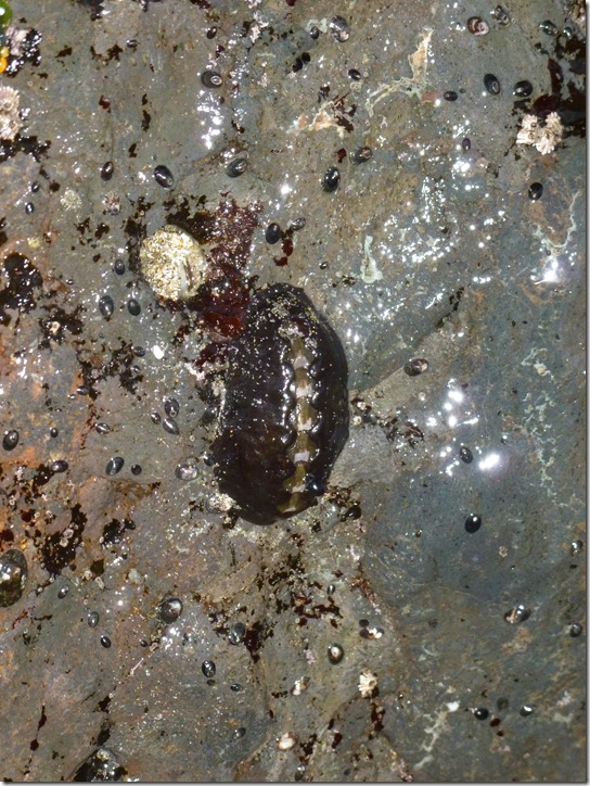 Chiton, Leather, Katherina