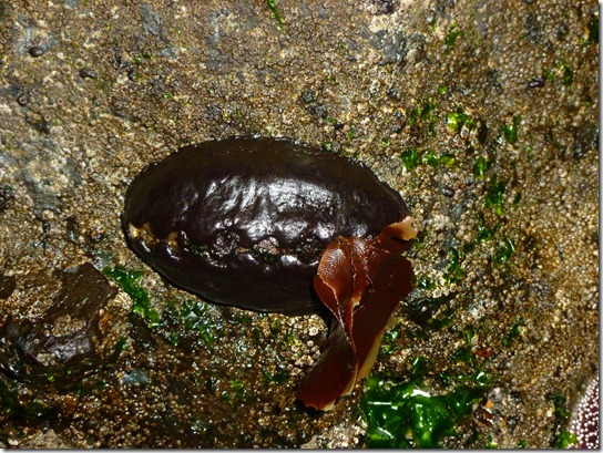 Chiton, Leather, Katherina