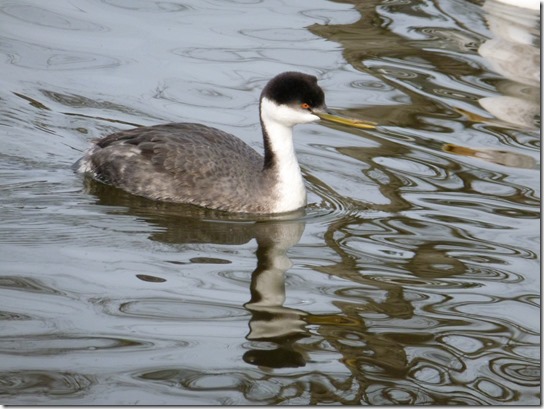 Grebe Bird (3)