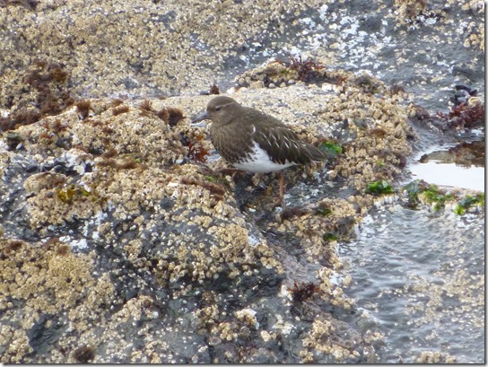shore bird (5)