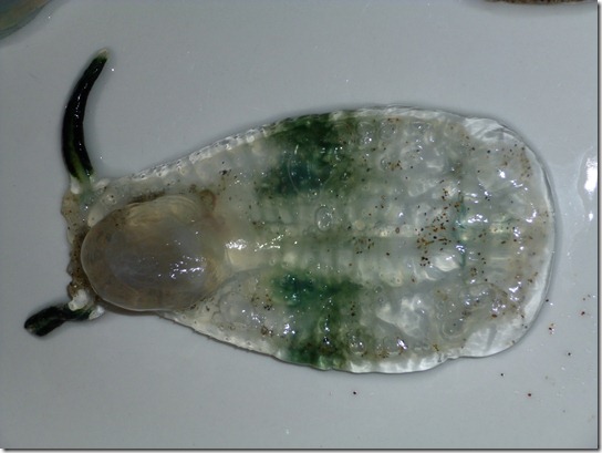 Salp Whole