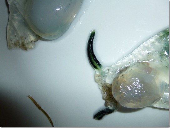 Salp Tenticle