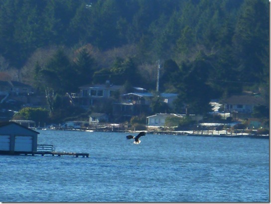 Eagle Lake Feeding 2