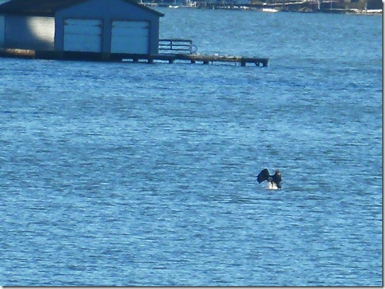 Eagle Lake Feeding 3
