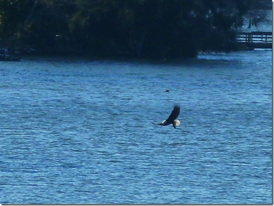 Eagle Lake Feeding 4 Nature Blog