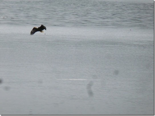 Eagle Lake Feeding fly