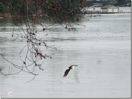 Eagle Lake Feeding bird