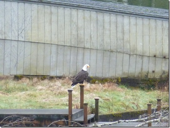Eagle Lake Feeding post