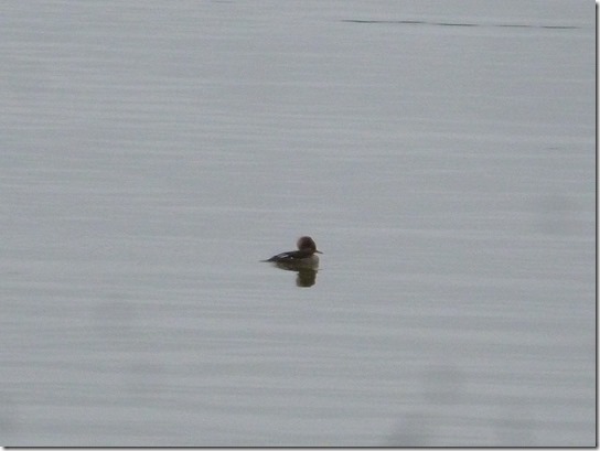 Eagle Lake Feeding poor bird