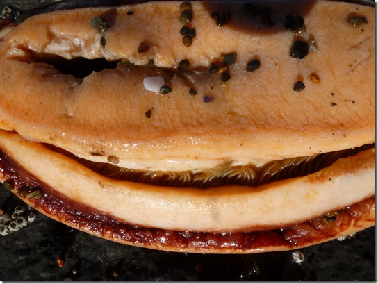 Giant Pacific Chiton: Cryptochiton stelleri