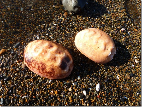 Giant Pacific Chiton: Cryptochiton stelleri