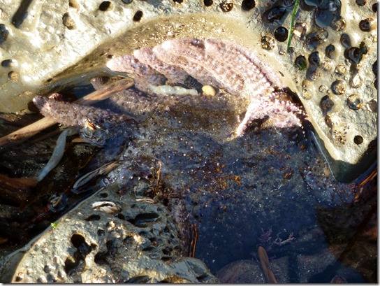 SUNFLOWER STAR Pycnopodia helianthoides 
