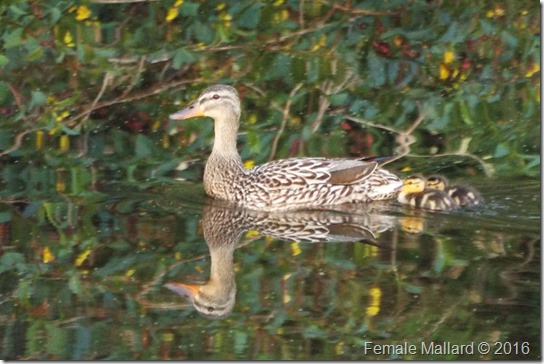 Mallard and Baby Ducks