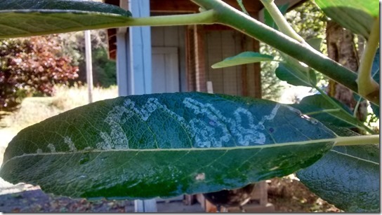 Leaf Miner Oregon Neskowin Valley School