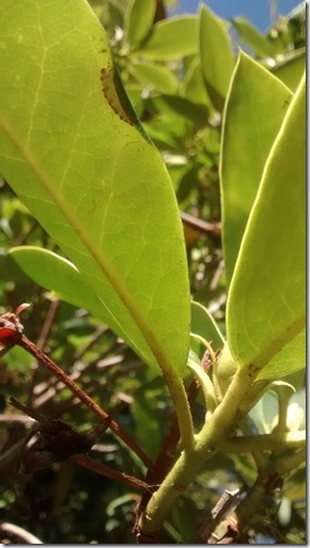 Leaf Roller Oregon Neskowin Valley School