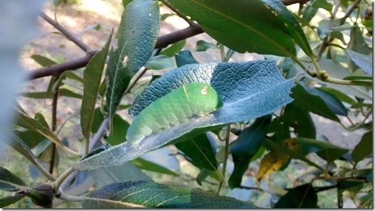 Western Tiger Swallowtail Caterpillar Oregon Neskowin